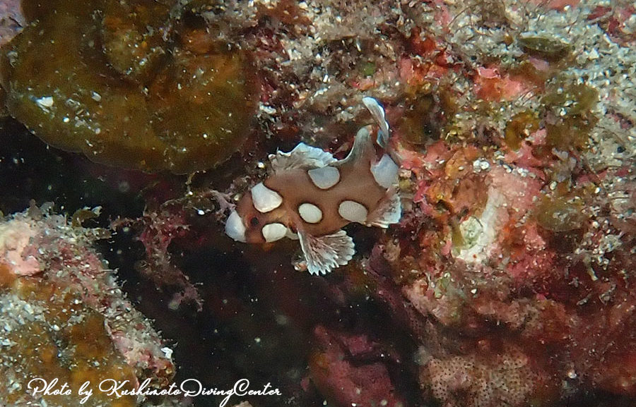 和歌山・串本の海8/8(金)9(土)10(日)『お盆前半・・・』