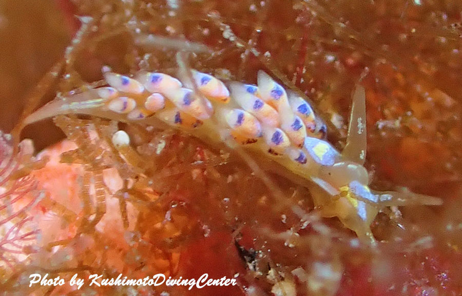 和歌山・串本の海1月1日(木)『新年明けましておめでとうございます』